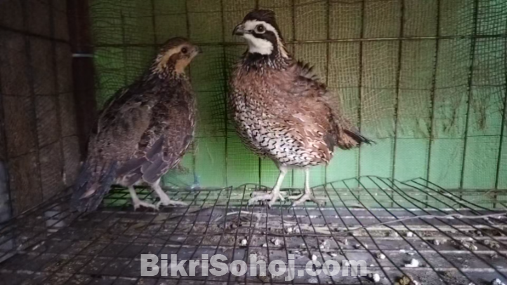 Northern Bobwhite Quail(নর্দান বব হোয়াইট কোয়েল )